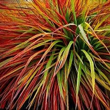 Hakonechloa-Mulled-Wine
