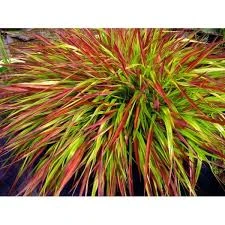 Hakonechloa-Mulled-Wine
