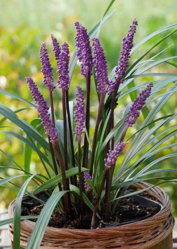 liriope muscari royal purple1.jpg