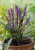 liriope muscari royal purple1.jpg