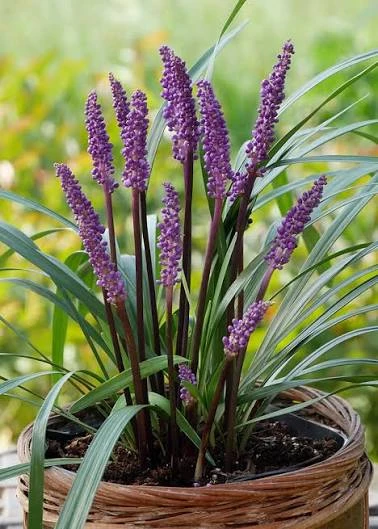 liriope muscari royal purple1.jpg