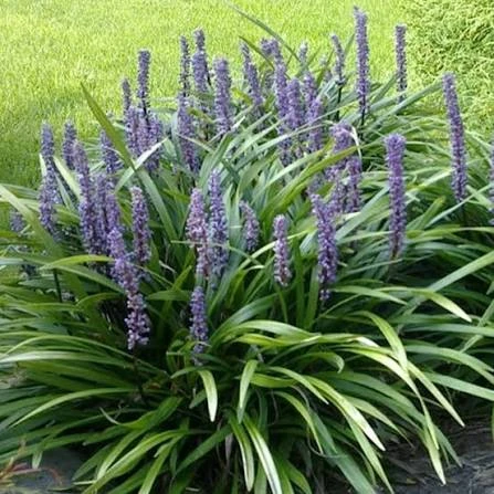 liriope muscari royal purple2.jpg