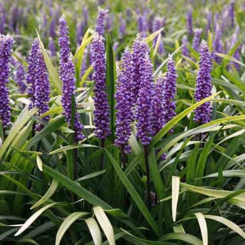 liriope muscari royal purple3.jpg