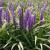 liriope muscari royal purple3.jpg