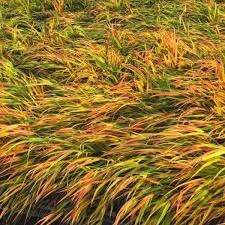 Hakonechloa-Mulled-Wine