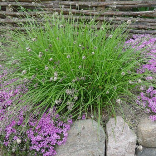 heufleriana.jpg
