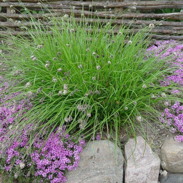 heufleriana.jpg