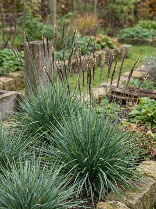 heufleriana4.jpg