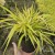 jahonechloa all gold