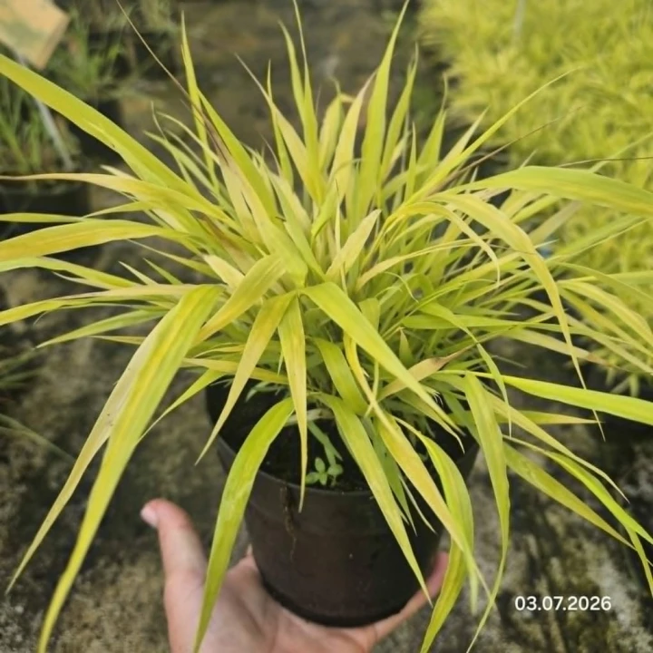 jahonechloa all gold