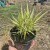 hakonechloa aureola