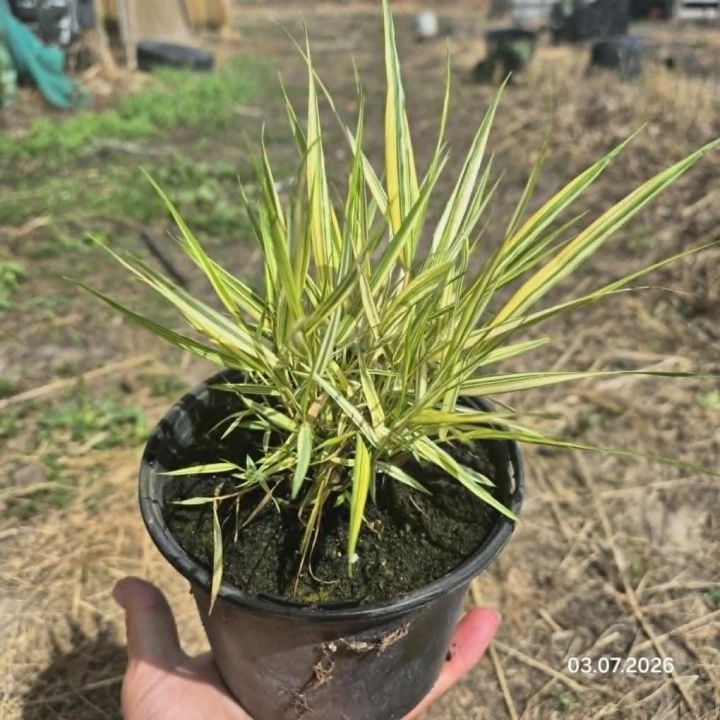 hakonechloa aureola