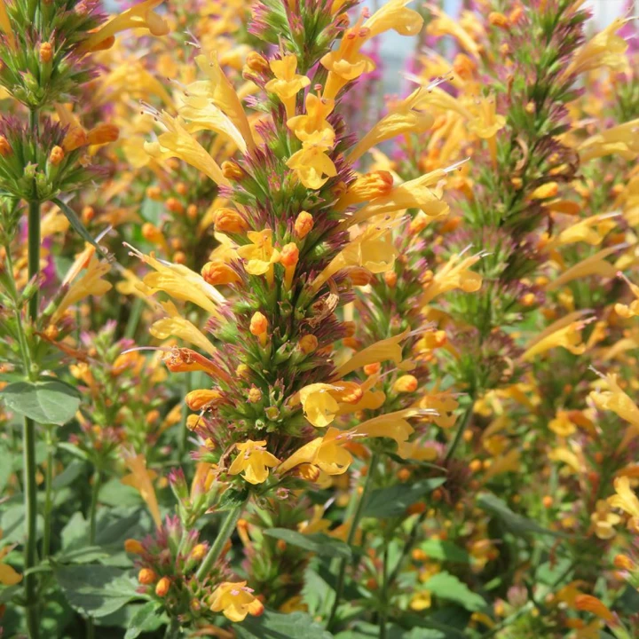 Kudos Yellow4.jpg