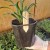 liriope muscali royal purple.jpg