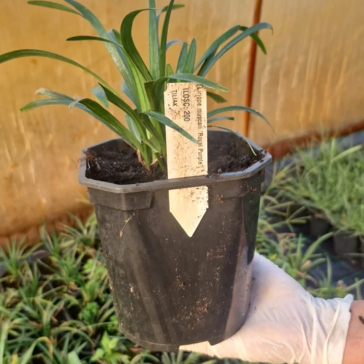 liriope muscali royal purple.jpg