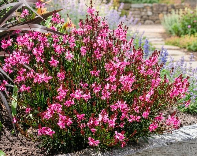 siskiyou pink1.jpg