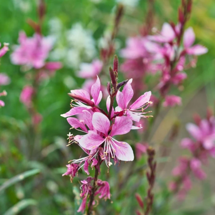 siskiyoy pink3.jpg