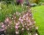 siskiyou  pink5.jpg