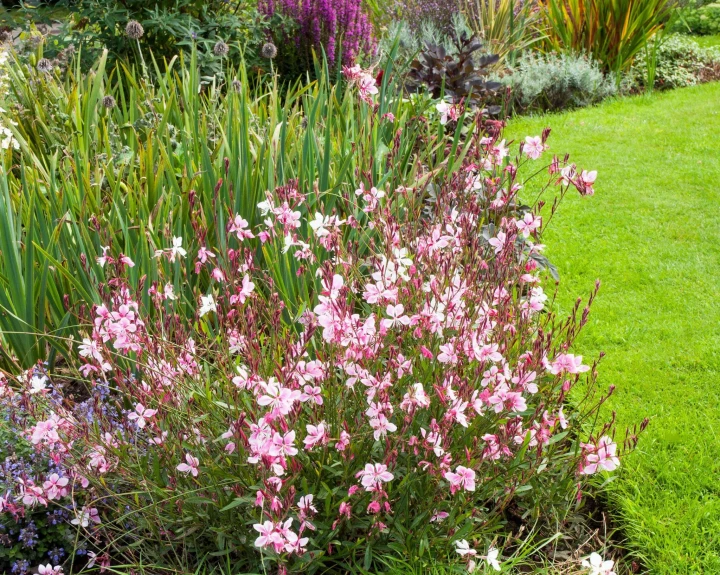 siskiyou  pink5.jpg