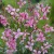 siskiyou  pink.jpg