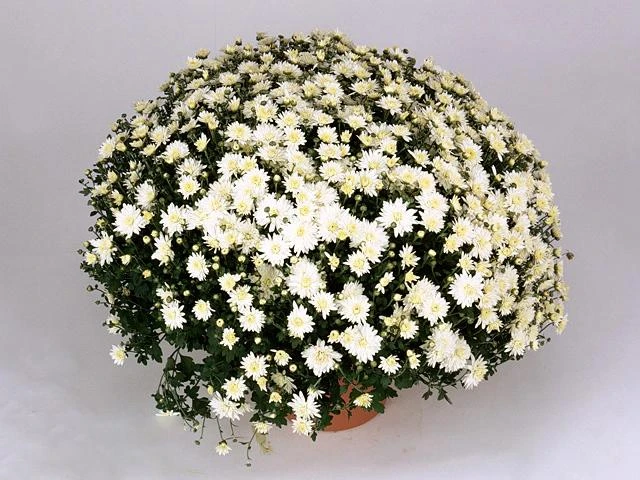 elda white12.jpg
