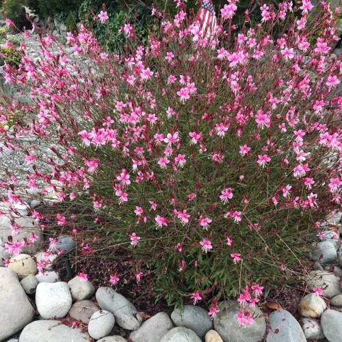siskiyou pink4.jpg