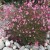 siskiyou pink4.jpg