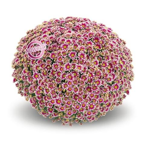Picto violet blanc.jpg