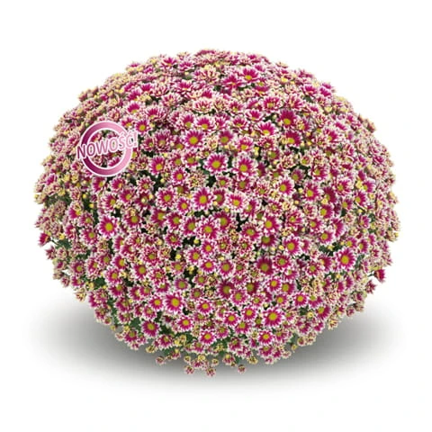 Picto violet blanc.jpg