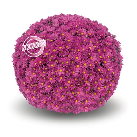 Frejus purple (1).jpg