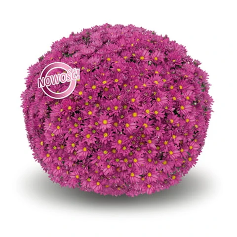 Frejus purple (1).jpg