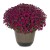 frejus Purple1.jpg