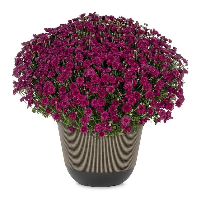 frejus Purple1.jpg