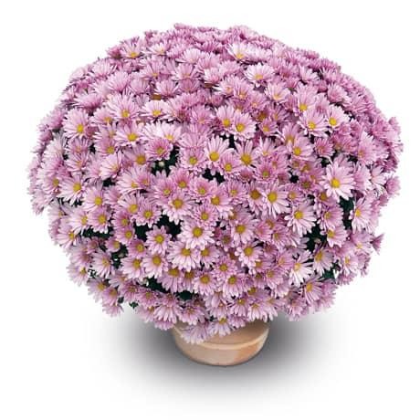 frejus pink.jpg
