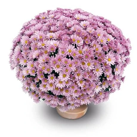 frejus pink.jpg