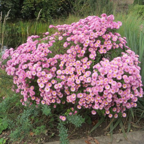 frejus pink2.jpg