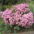 frejus pink2.jpg