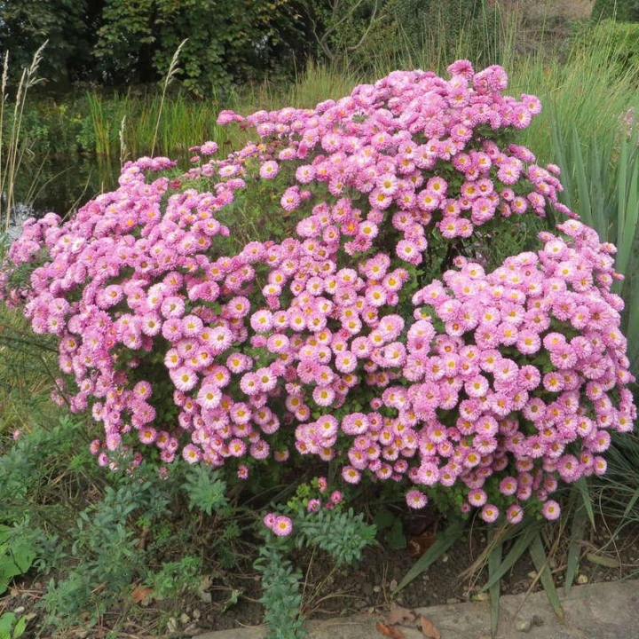 frejus pink2.jpg