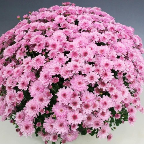 frejus pink1.jpg