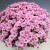 frejus pink1.jpg