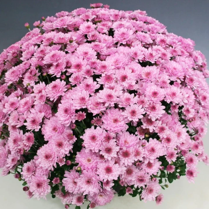 frejus pink1.jpg