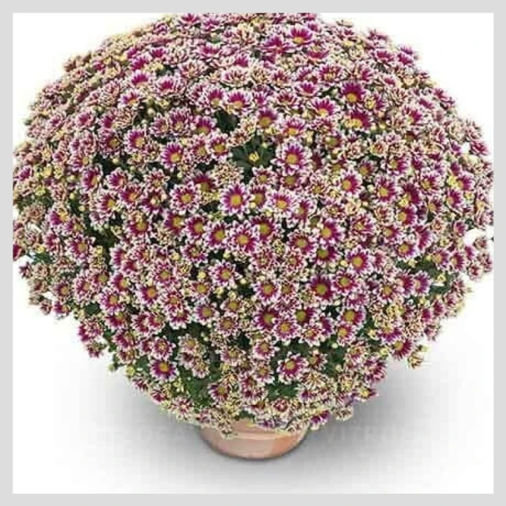 picto violet blanc22.jpg