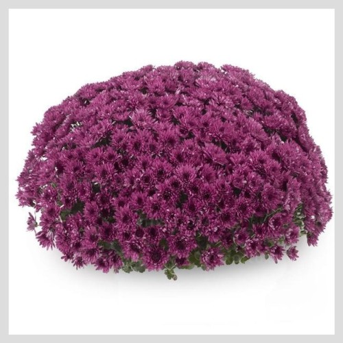 frejus Purple.jpg