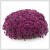 frejus Purple.jpg