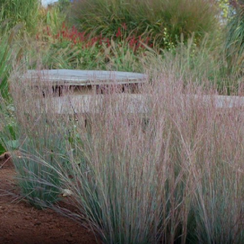 Palczatka miotlasta Ha Ha Tonka