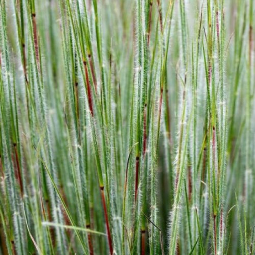 Palczatka miotlasta Ha Ha Tonka