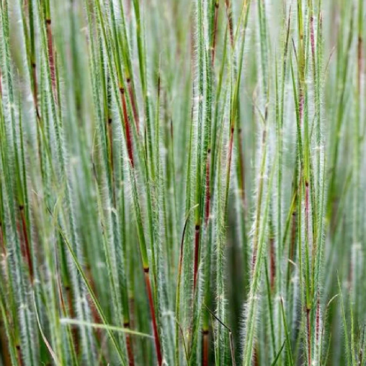 Palczatka miotlasta Ha Ha Tonka