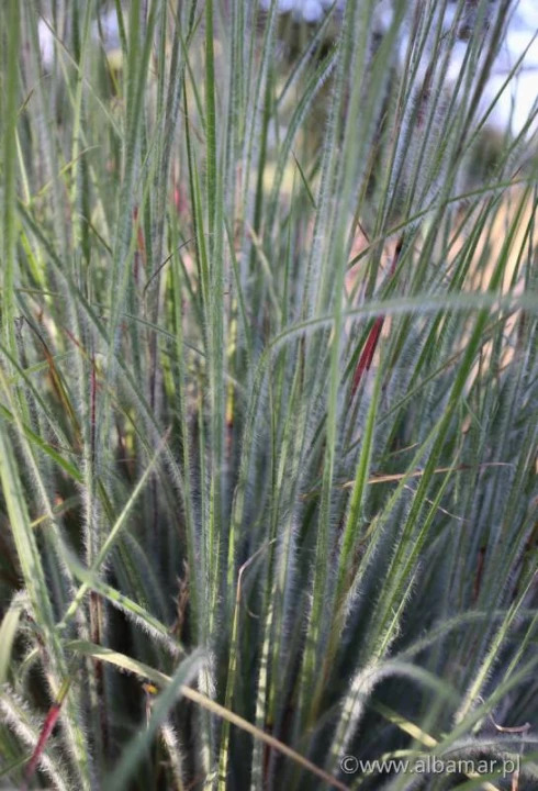 Palczatka miotlasta Ha Ha Tonka