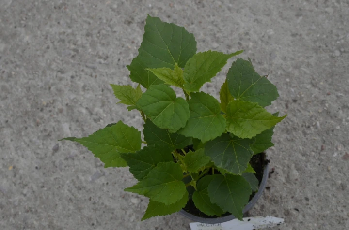 a708a5a6b015705bf70cfac231c2bc35