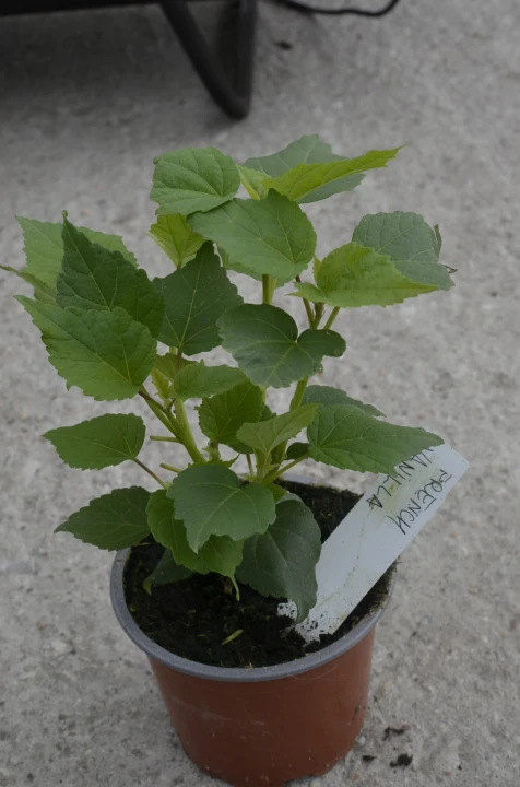 0bfe747f6848a460b7c34b26ccd50568